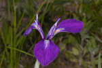 Savannah iris